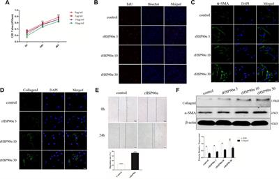 Extracellular HSP90α Interacts With ER Stress to Promote Fibroblasts Activation Through PI3K/AKT Pathway in Pulmonary Fibrosis